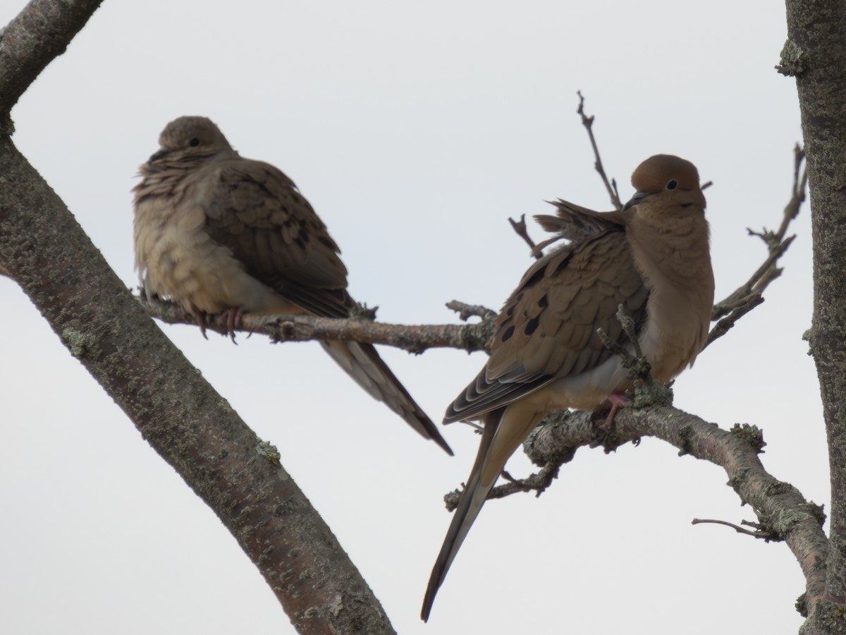 Mourning Dove - ML610117883