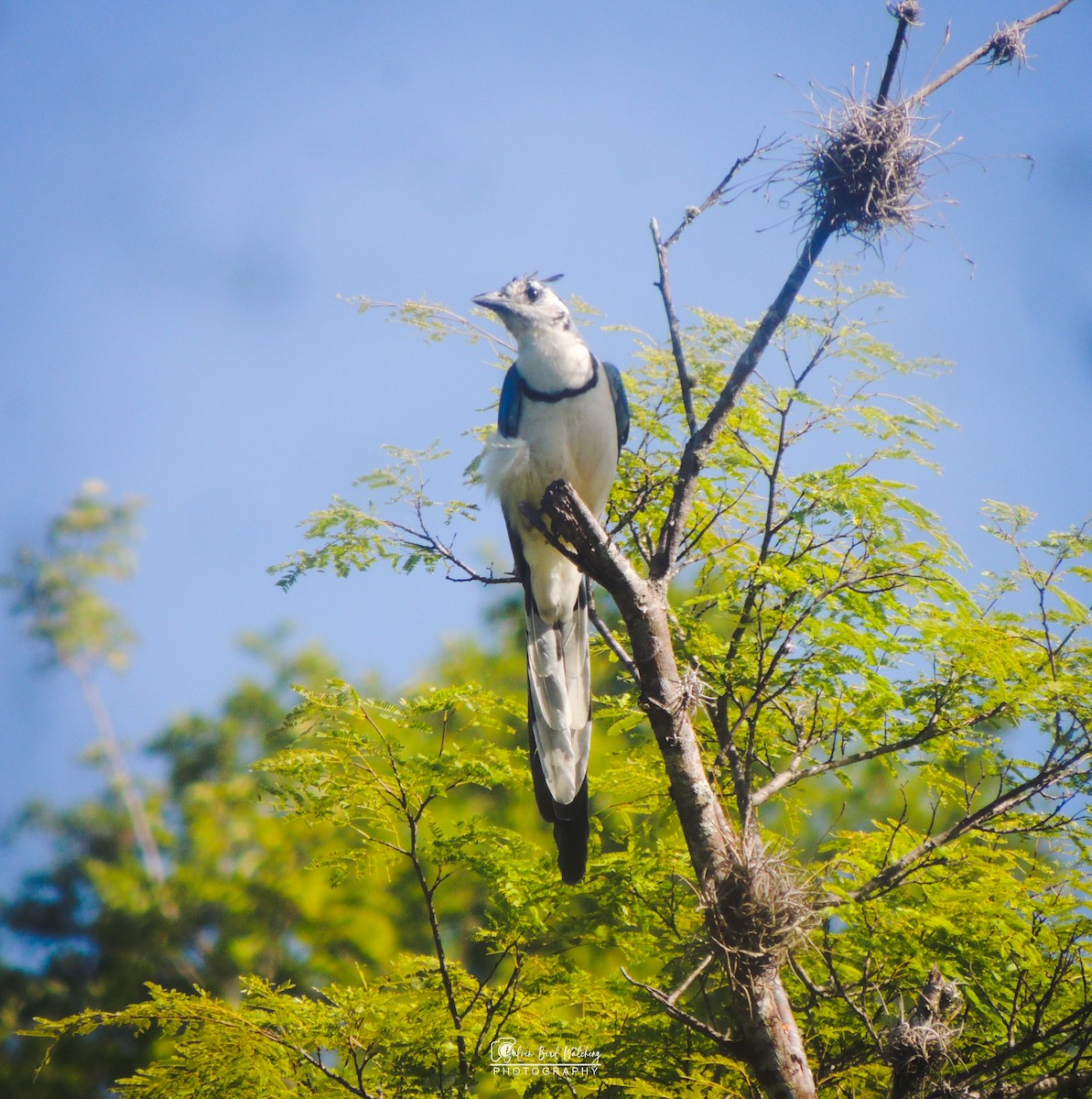 White-throated Magpie-Jay - ML610117911