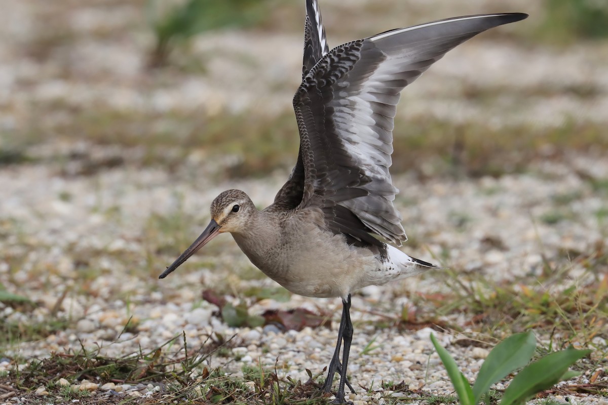 Hudsonian Godwit - ML610117912