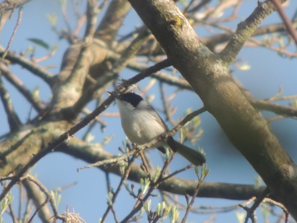 White-lored Gnatcatcher - ML610117935