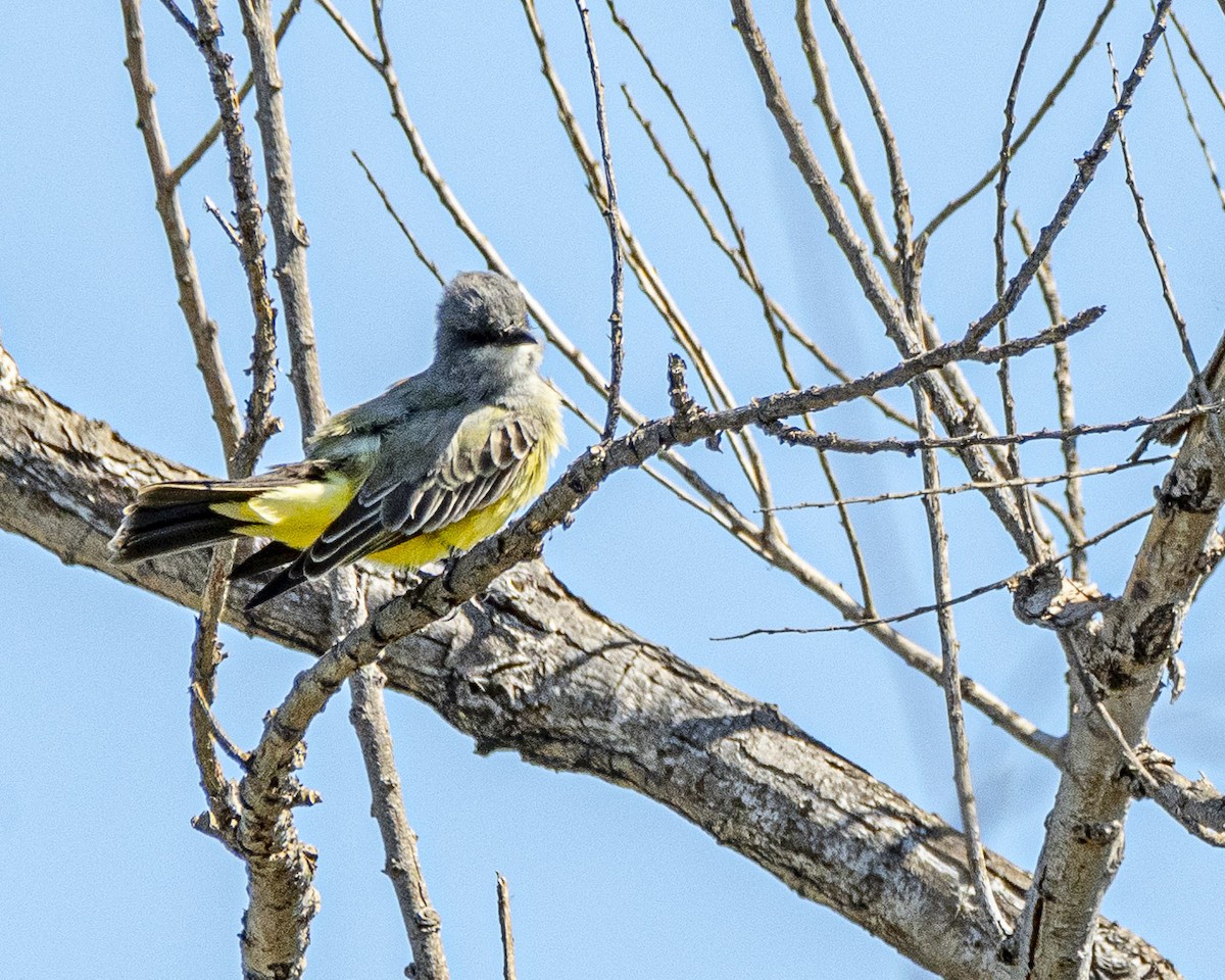 Cassin's Kingbird - James Kendall