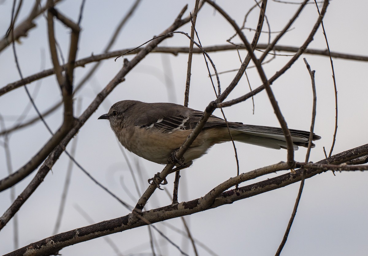 Northern Mockingbird - ML610117969