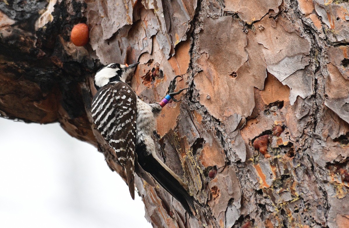 Red-cockaded Woodpecker - John Hengeveld