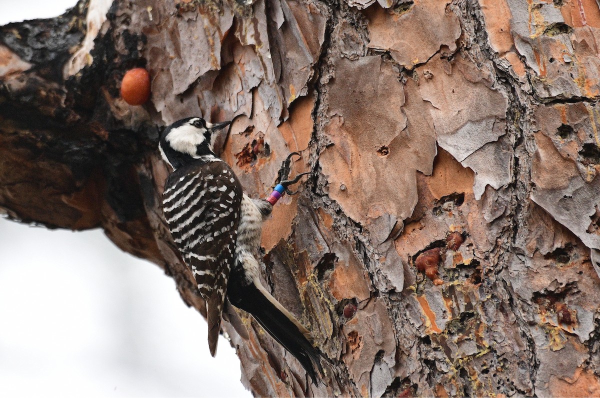 Red-cockaded Woodpecker - John Hengeveld