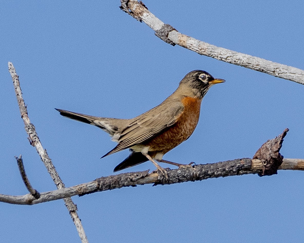 American Robin - ML610118014