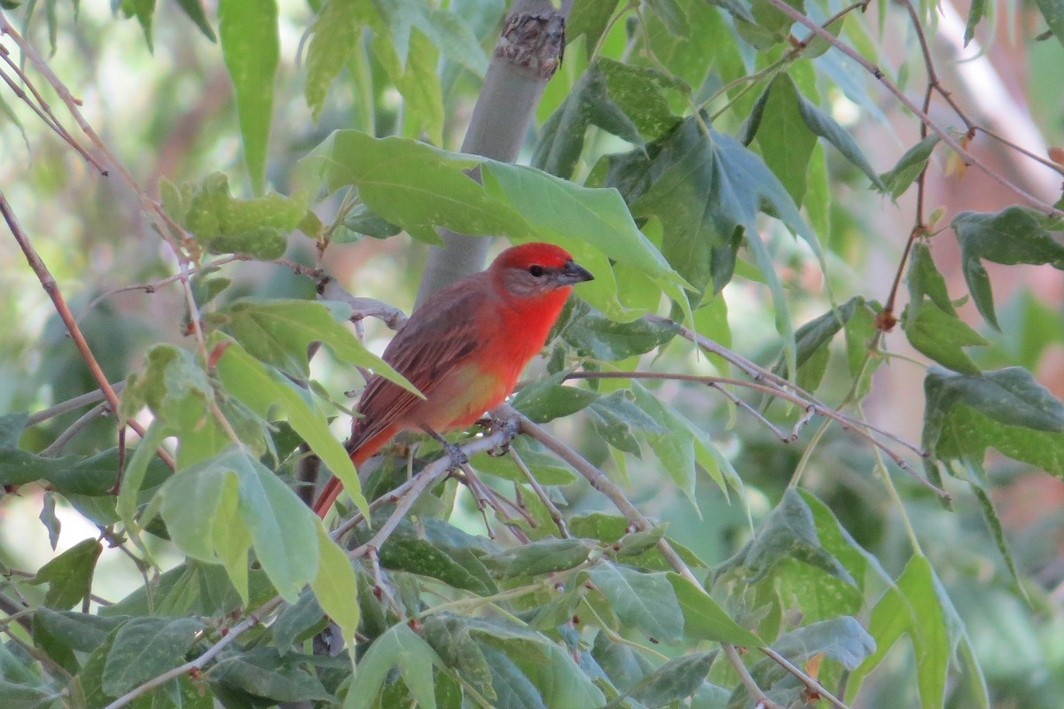 Piranga orangé - ML610118017