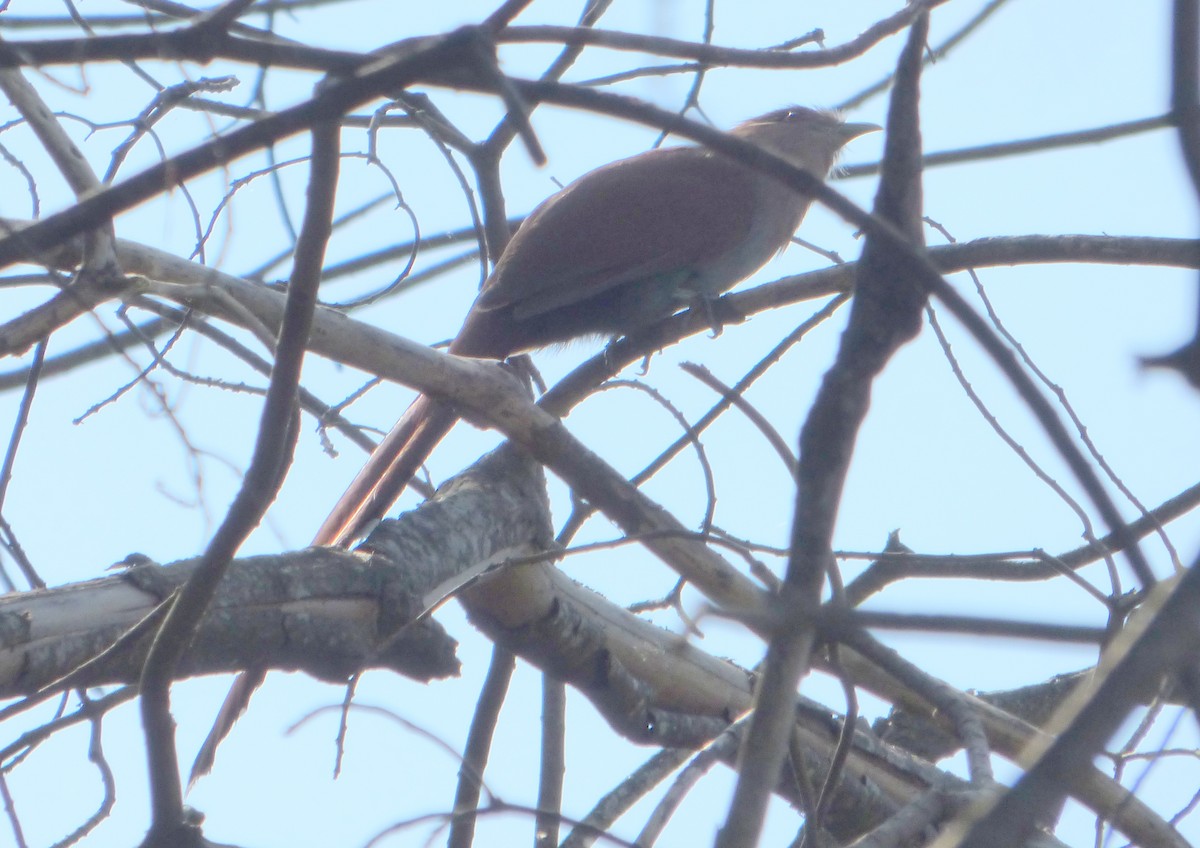 Squirrel Cuckoo - ML610118415