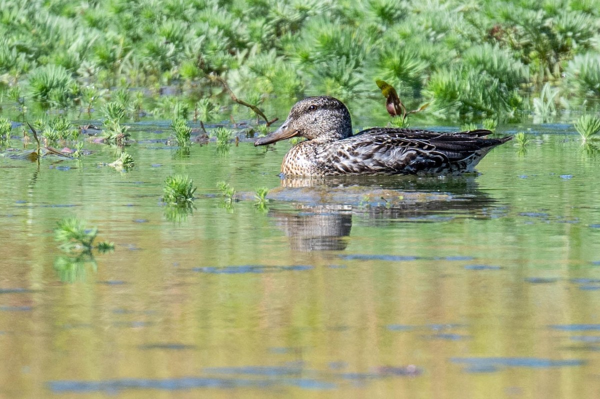 Green-winged Teal - ML610118447