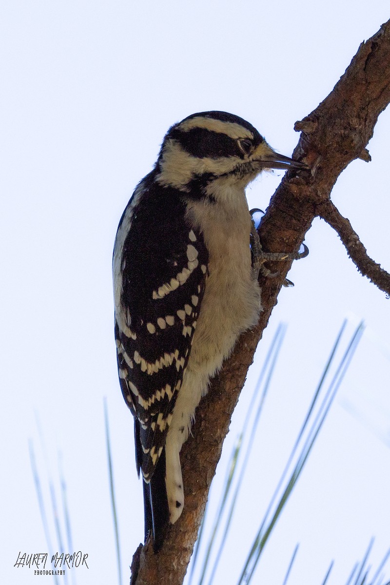 Downy Woodpecker - ML610118469