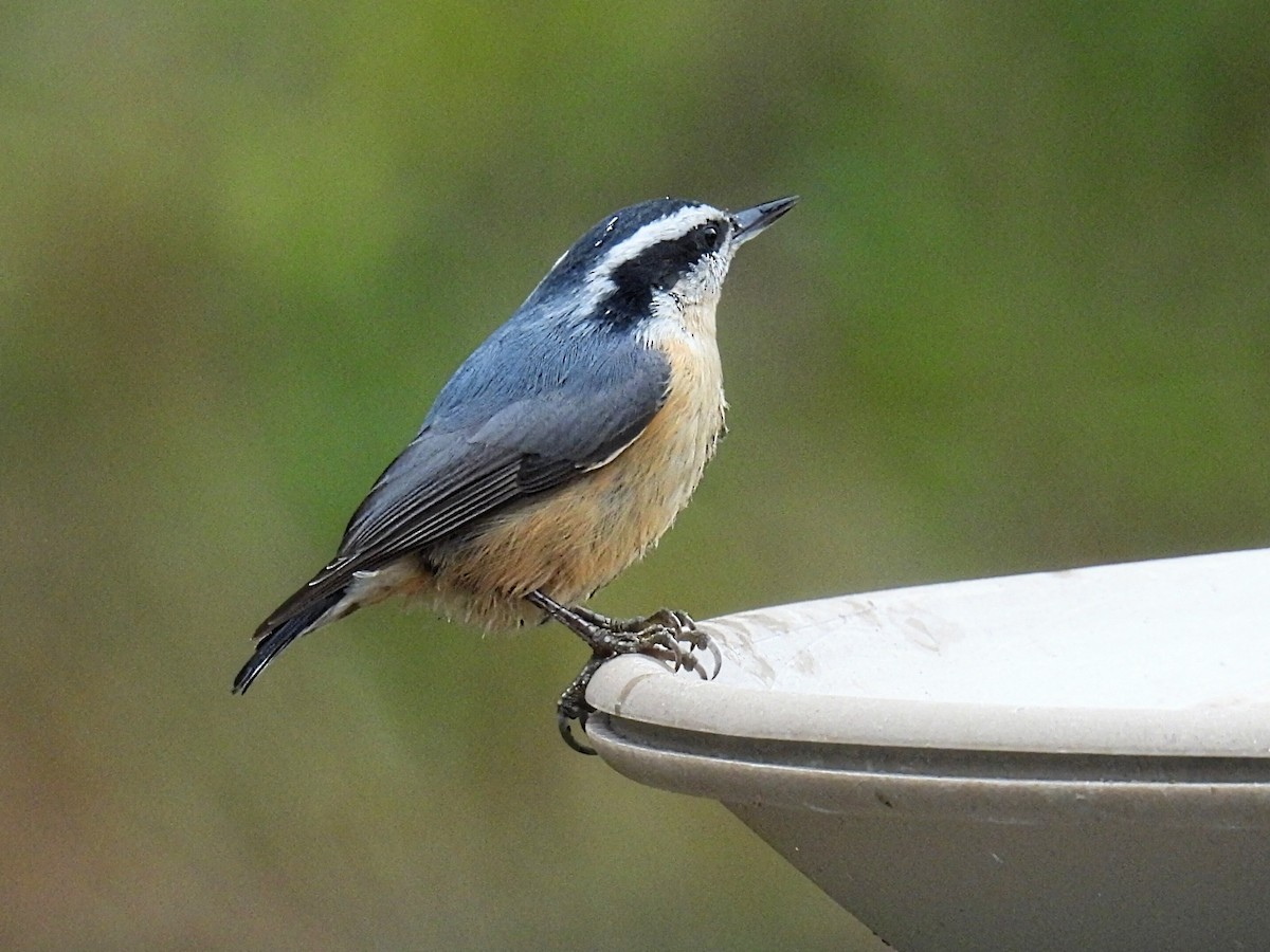 Red-breasted Nuthatch - ML610118581