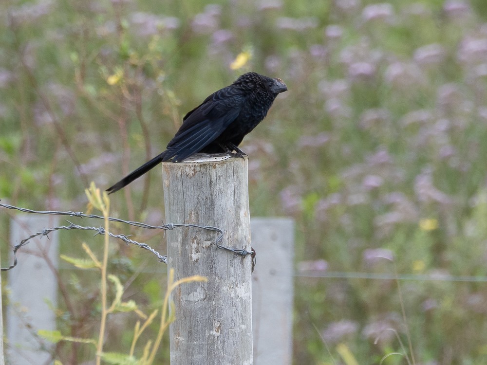 Smooth-billed Ani - ML610118596