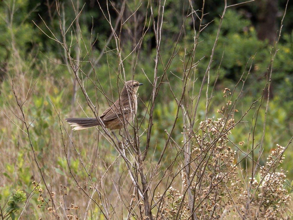 Chalk-browed Mockingbird - ML610118616