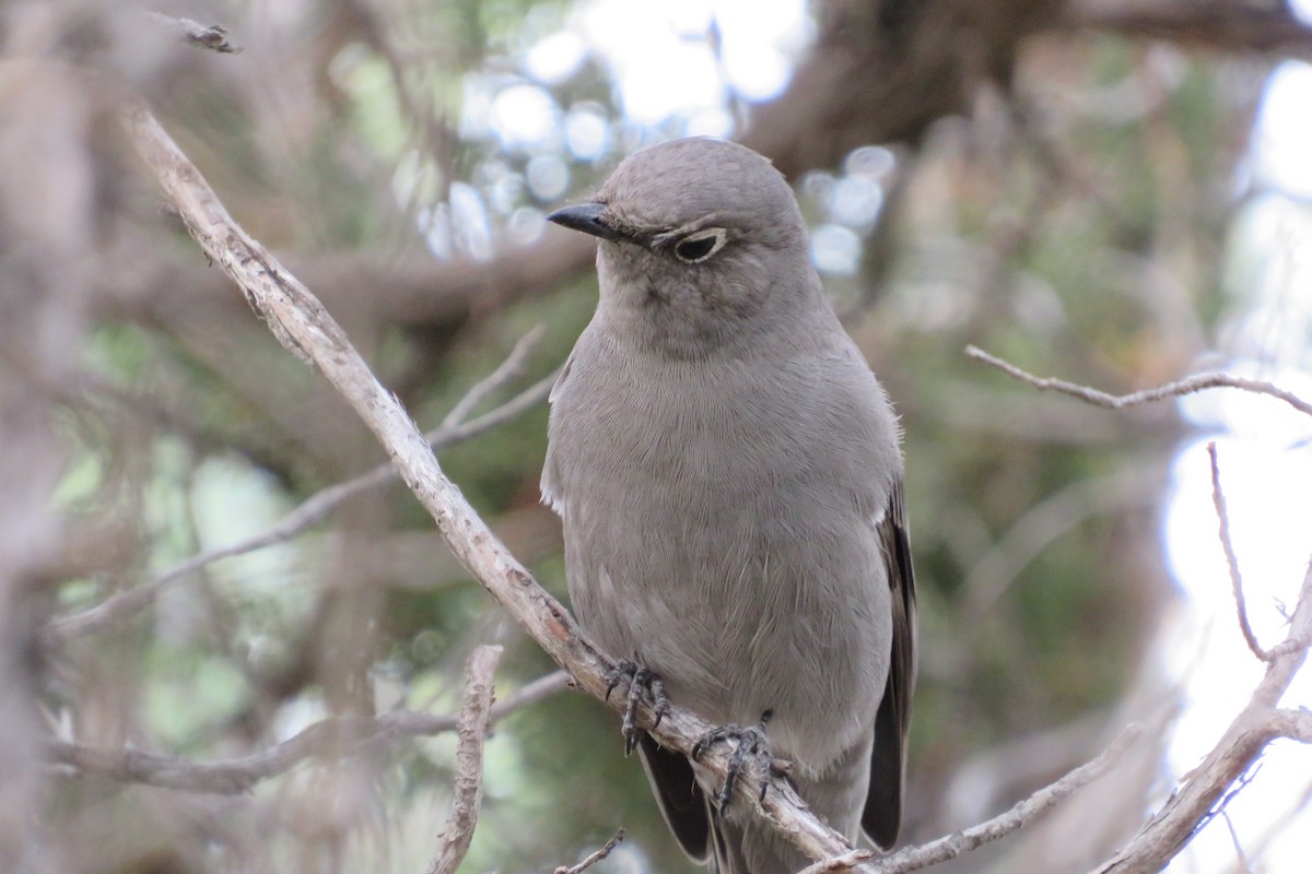 Townsend's Solitaire - ML610118626