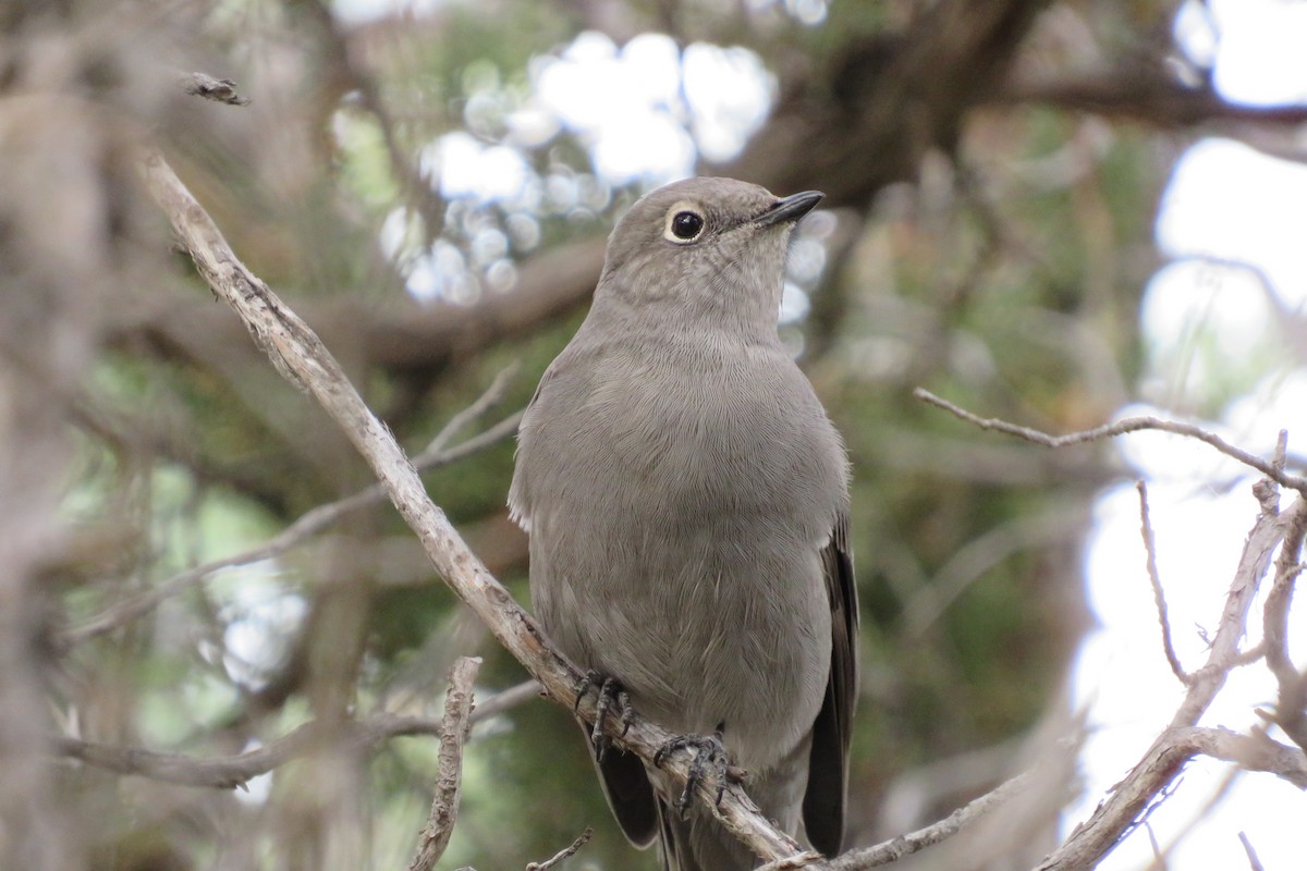 Townsend's Solitaire - ML610118627