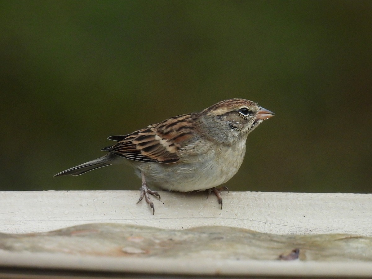 Chipping Sparrow - ML610118663