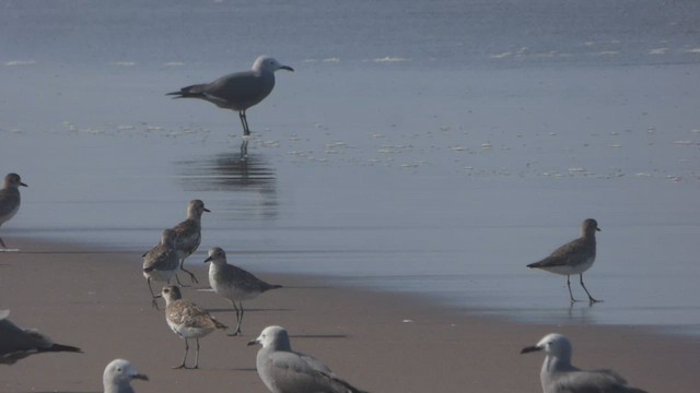 Black-bellied Plover - ML610118740