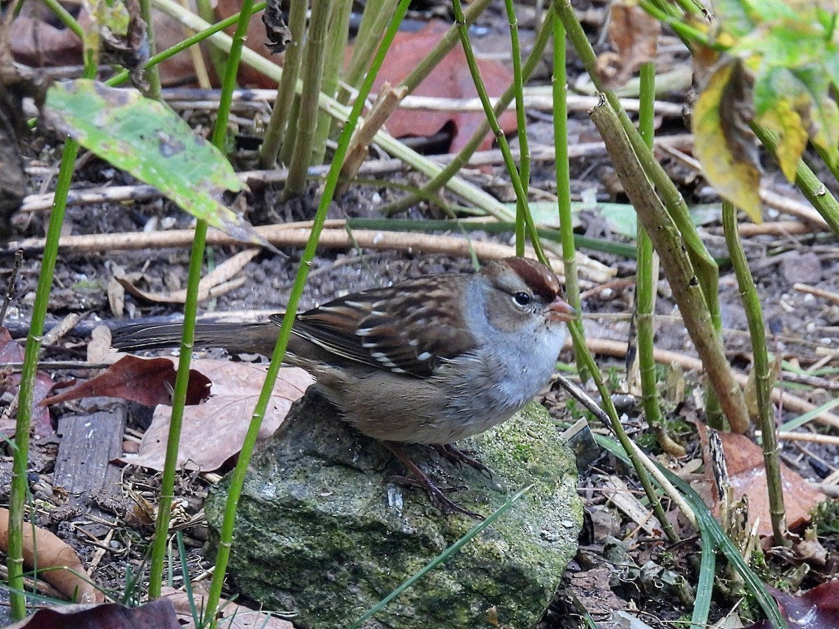 White-crowned Sparrow - ML610118780