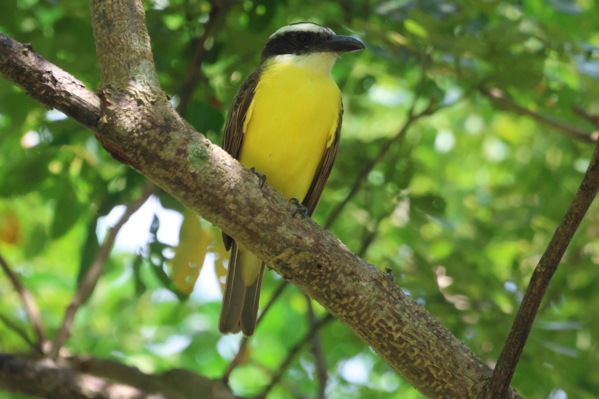 Boat-billed Flycatcher - ML610118791