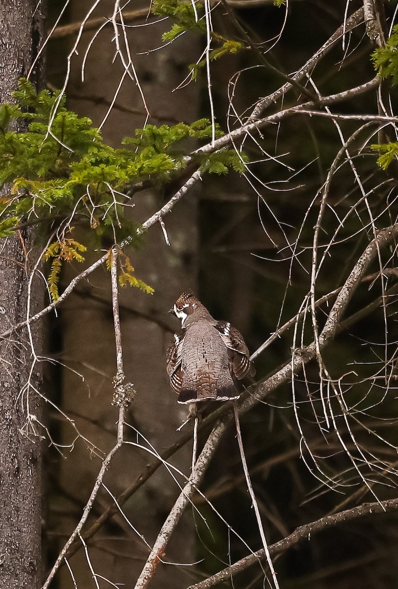 Hazel Grouse - ML610118872