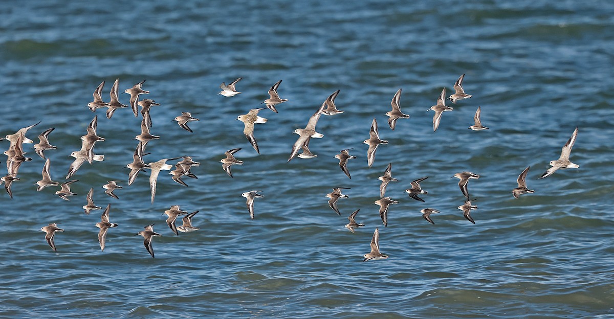 Dunlin - ML610118874