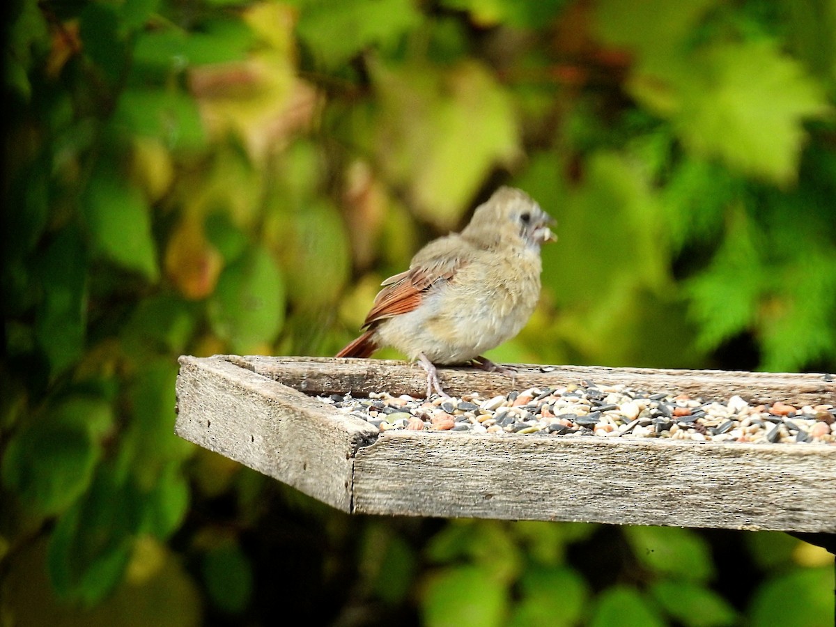 Northern Cardinal - ML610118876