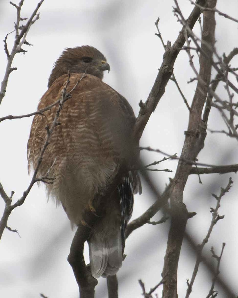 Red-shouldered Hawk - ML610118894