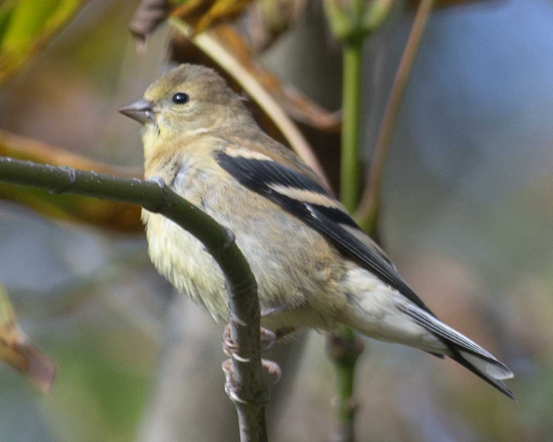 American Goldfinch - ML610118929
