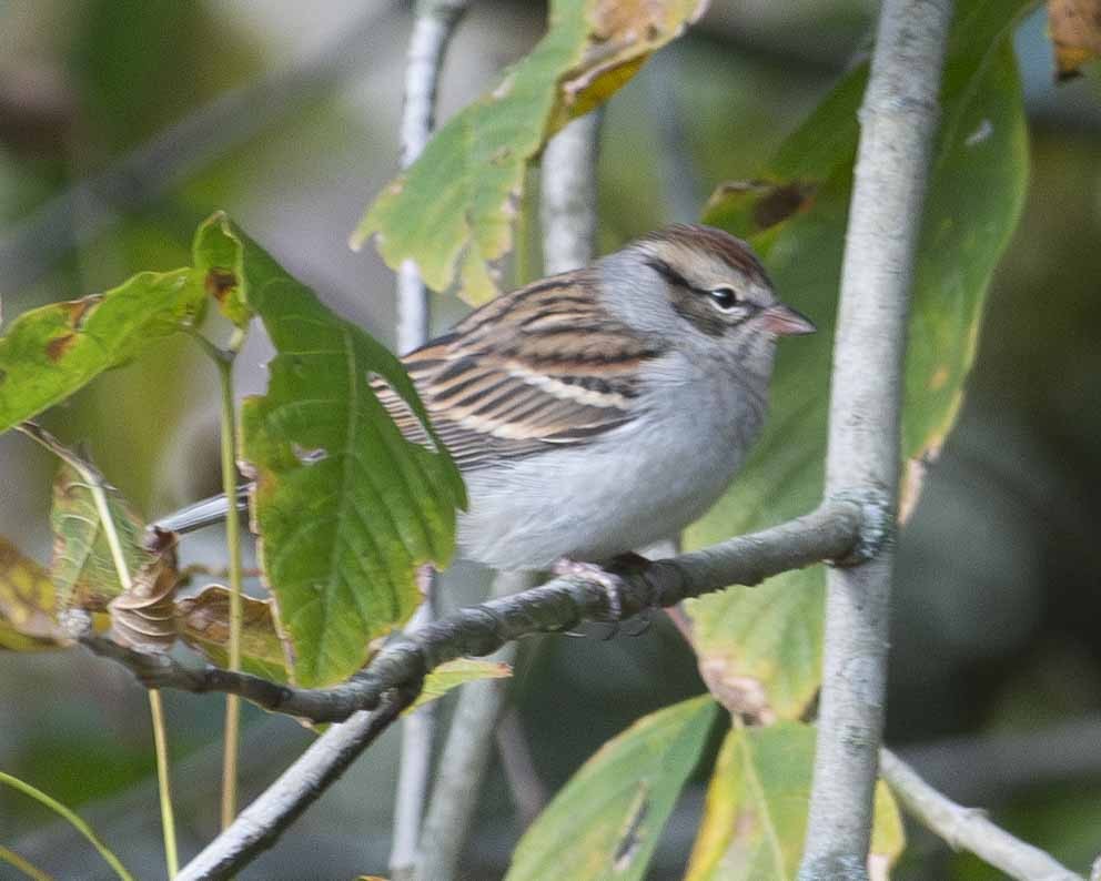 Chipping Sparrow - ML610118943