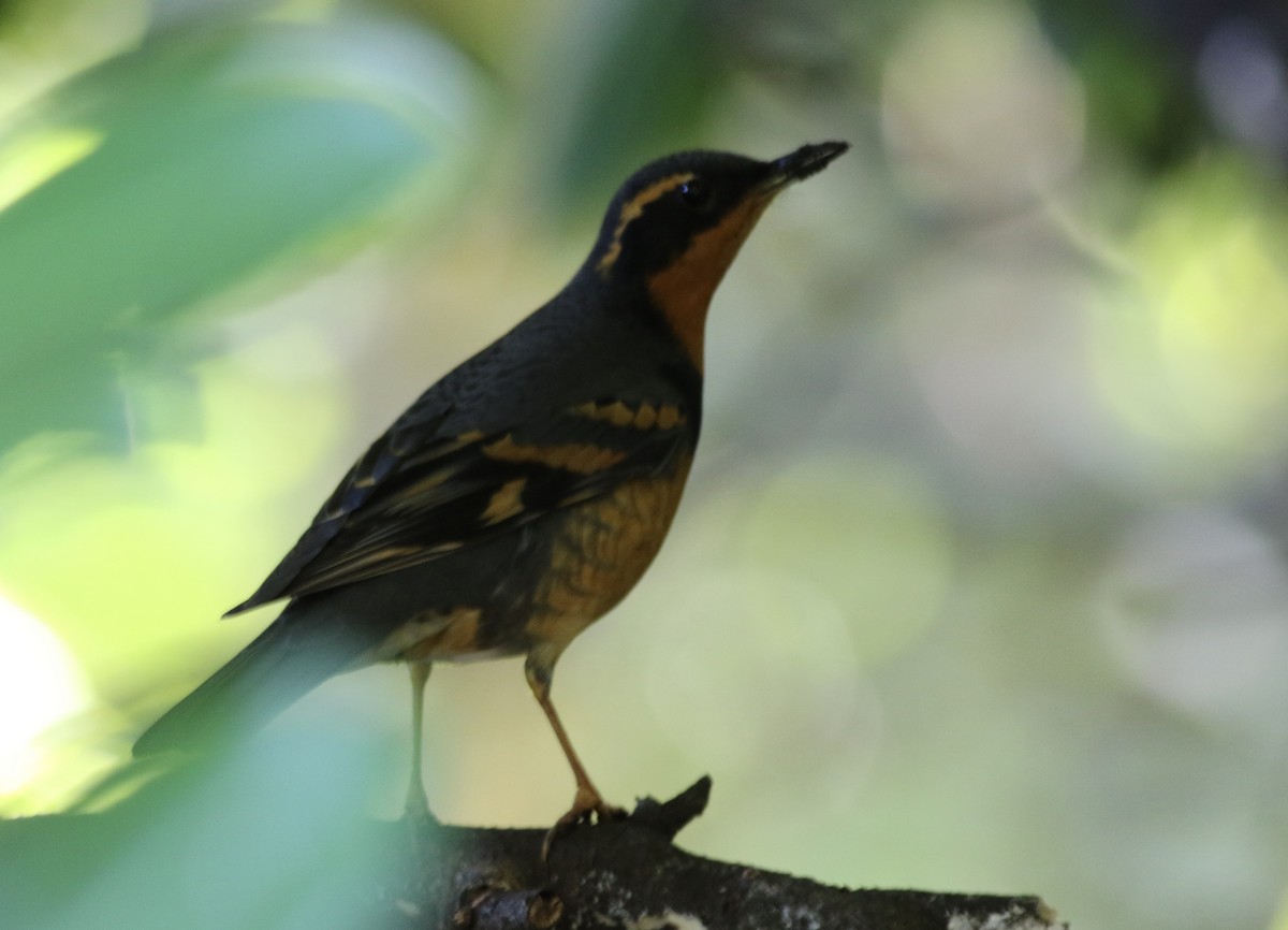 Varied Thrush - ML610118947