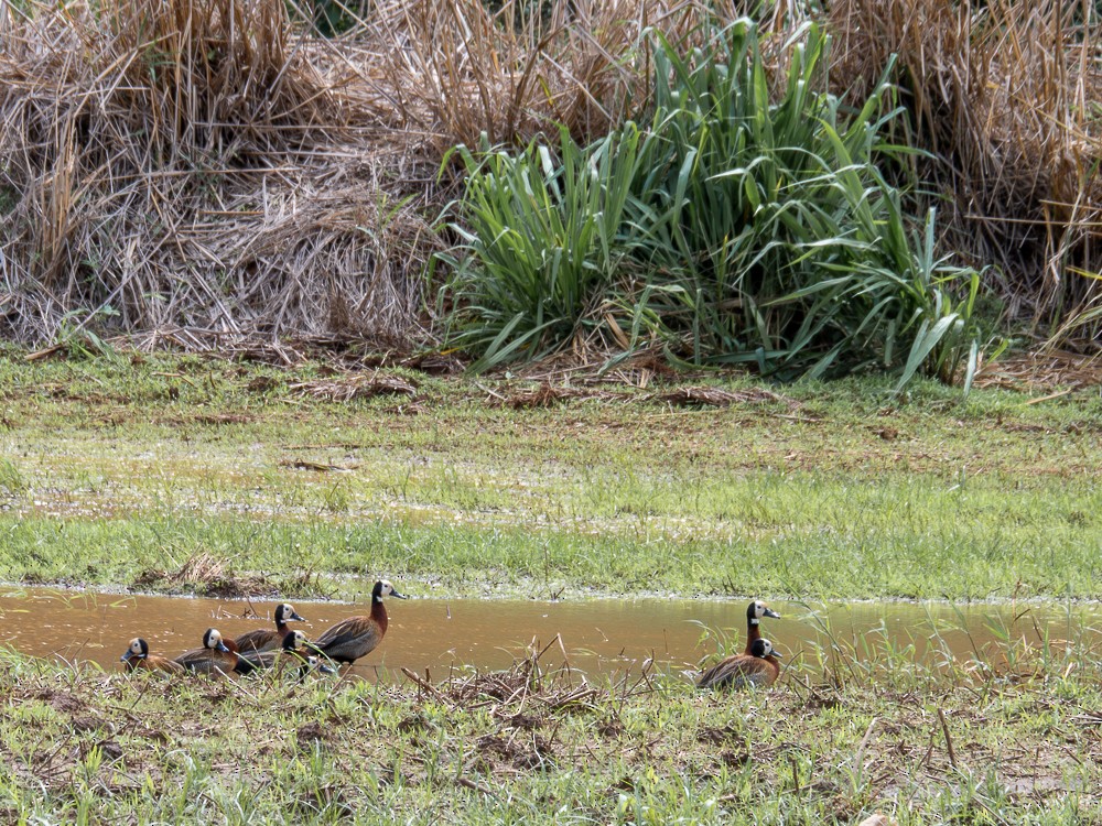 White-faced Whistling-Duck - ML610118985