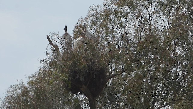 čáp jabiru - ML610118987