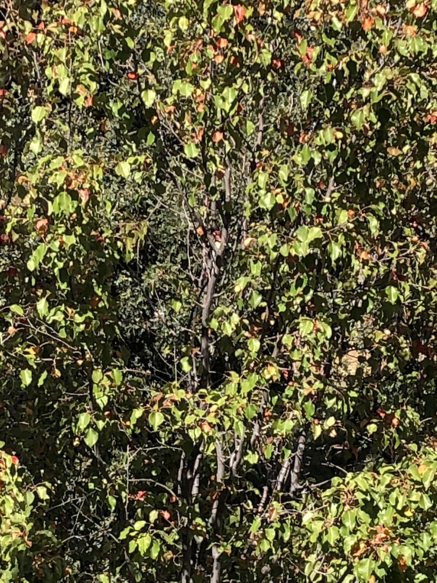 Red-breasted Sapsucker - ML610119009