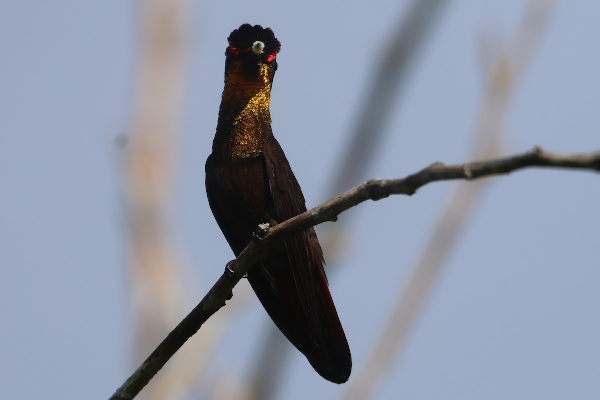 kolibřík červenohlavý - ML610119014