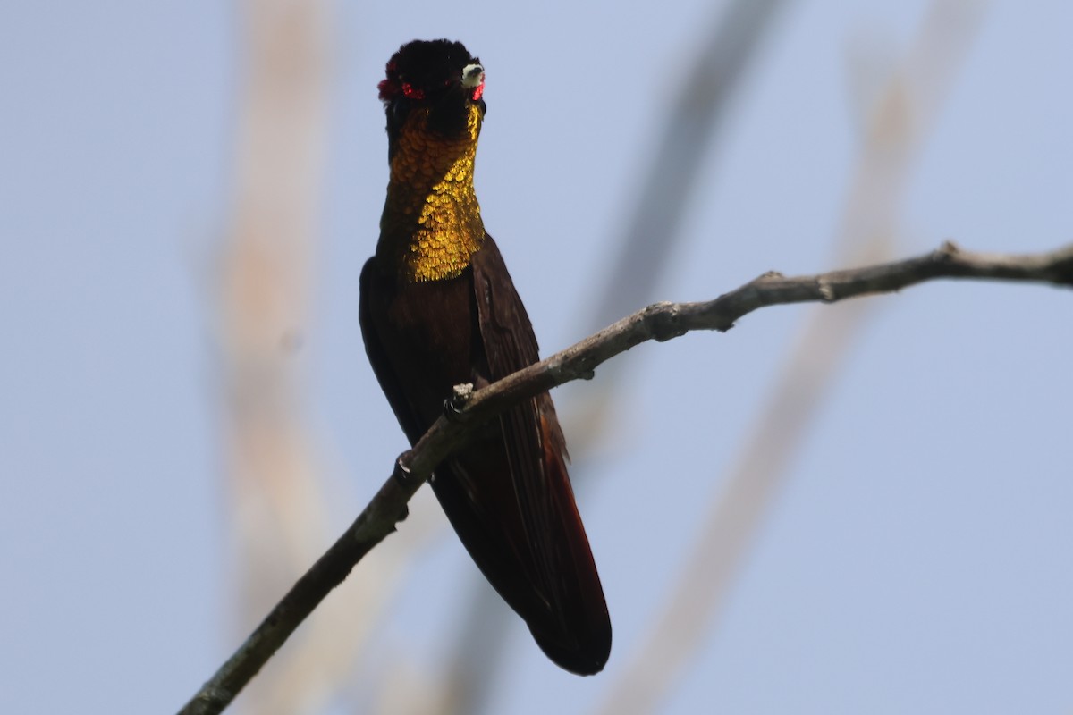 kolibřík červenohlavý - ML610119015