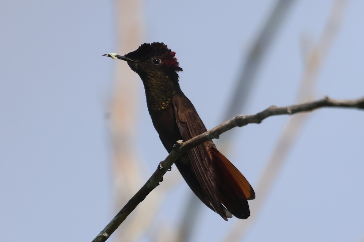 kolibřík červenohlavý - ML610119016