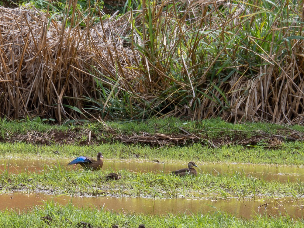 Brazilian Teal - Vitor Rolf Laubé