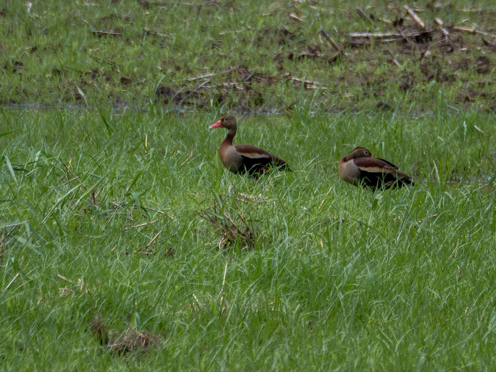 Black-bellied Whistling-Duck - Vitor Rolf Laubé