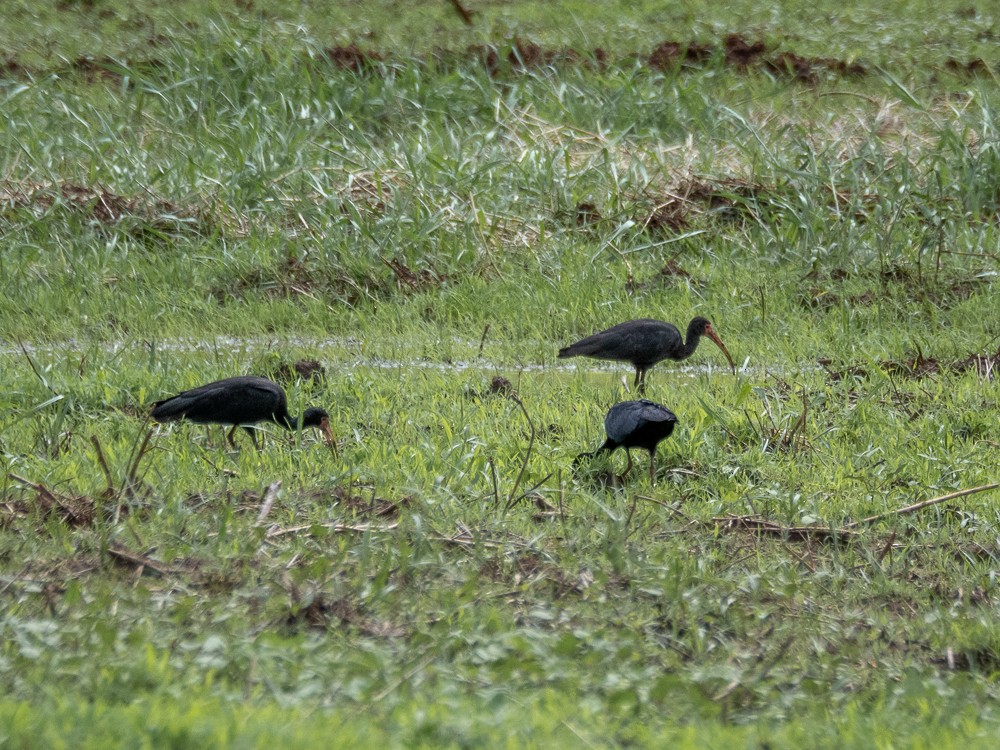 Bare-faced Ibis - Vitor Rolf Laubé