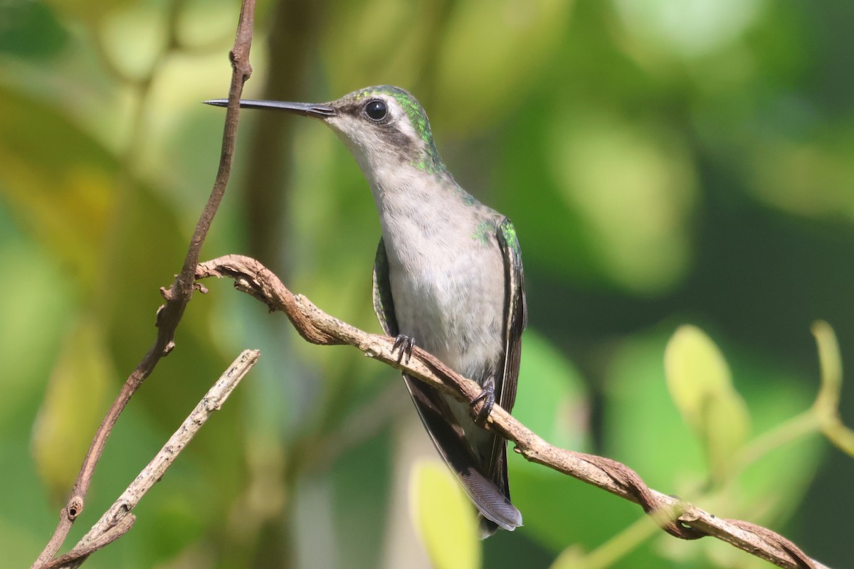 Red-billed Emerald - ML610119048