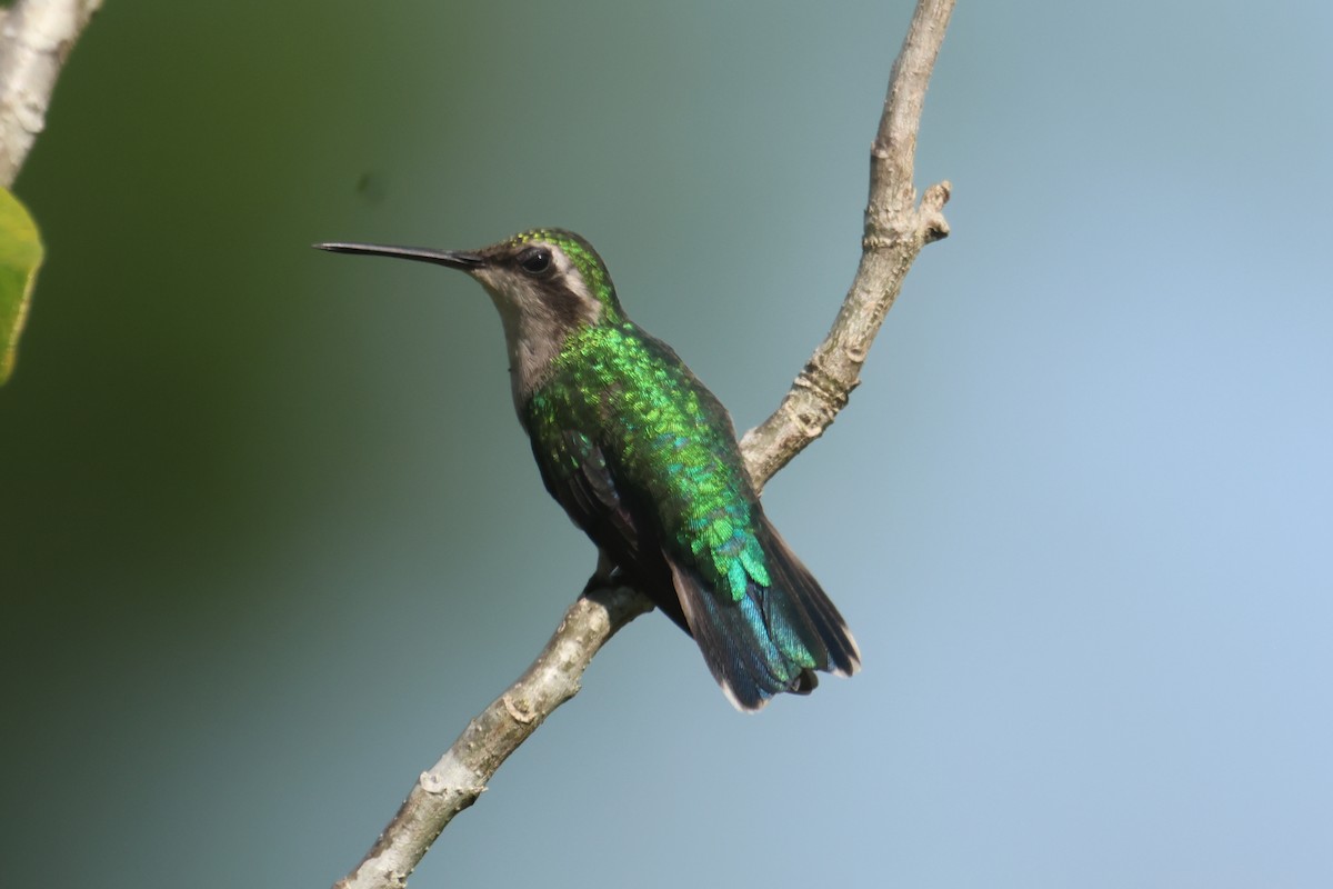 Red-billed Emerald - ML610119049