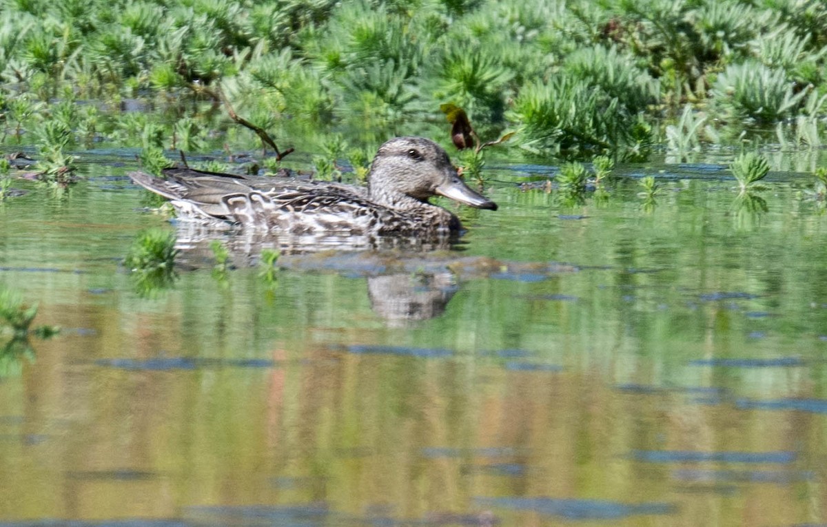 Green-winged Teal - ML610119098