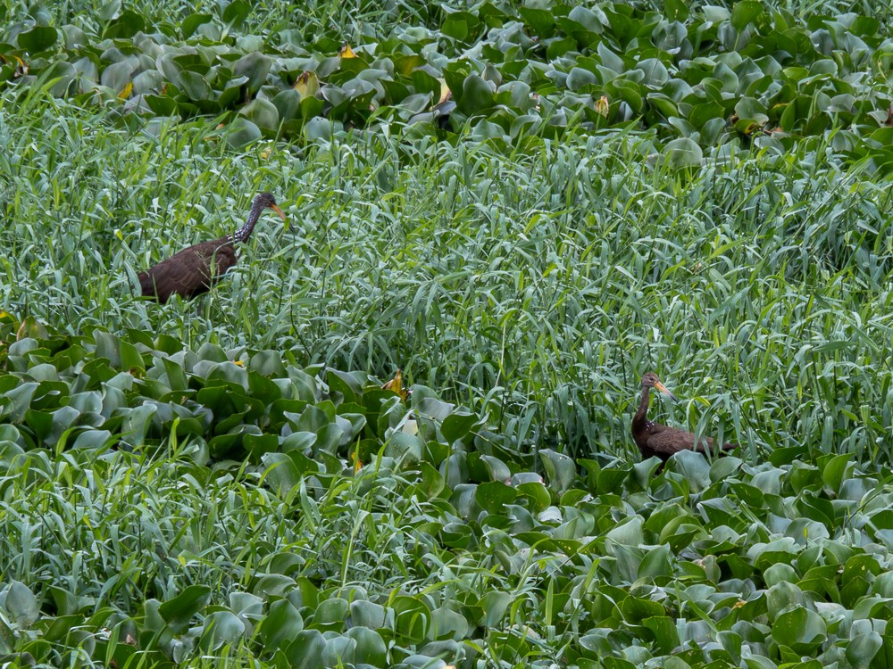 Limpkin - Vitor Rolf Laubé