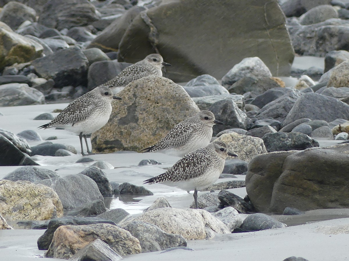 Black-bellied Plover - ML610119123