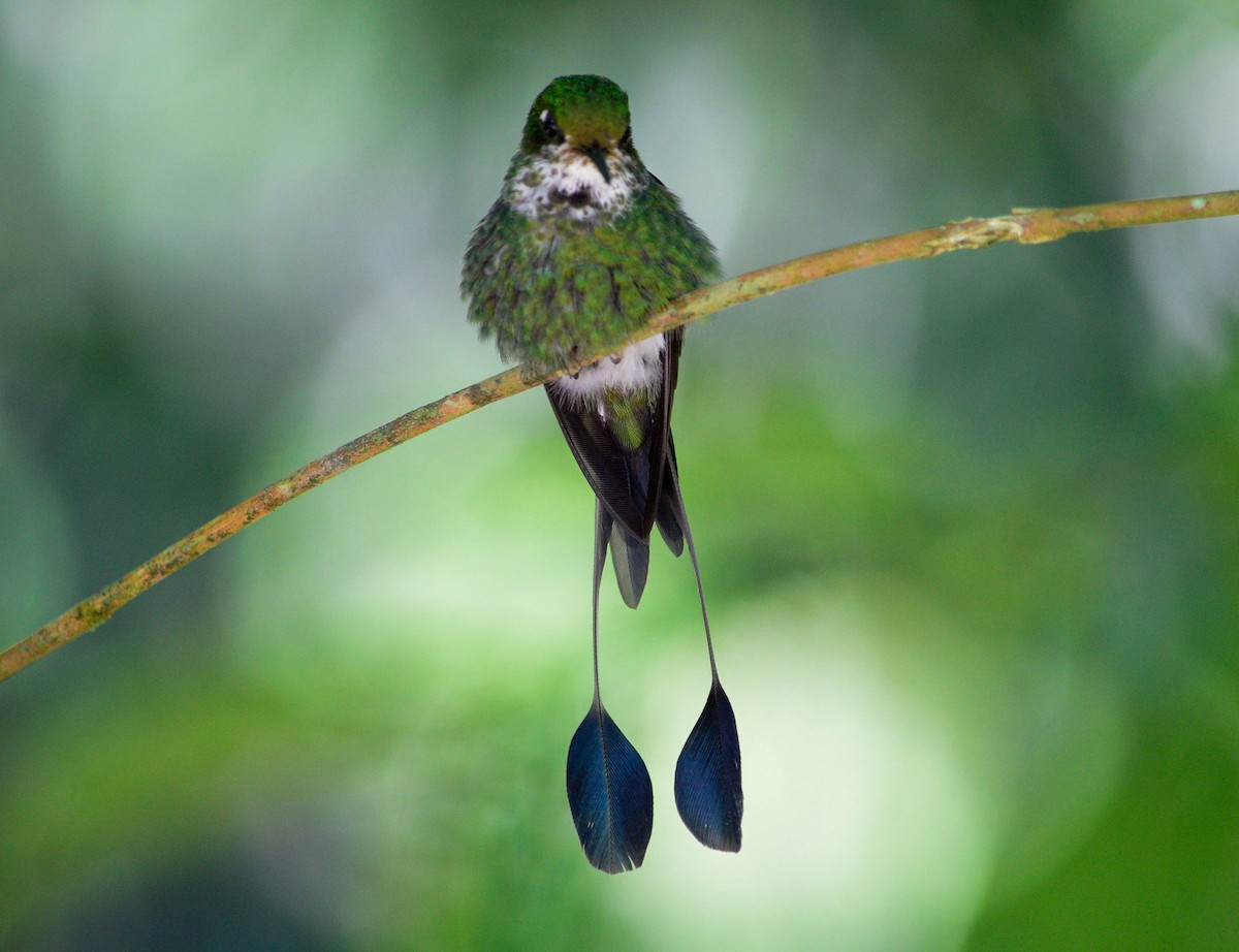 White-booted Racket-tail - ML610119151