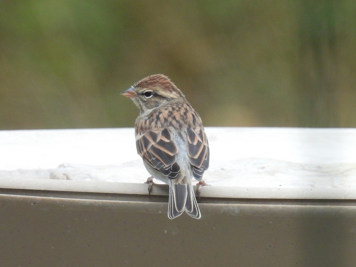 Chipping Sparrow - ML610119154