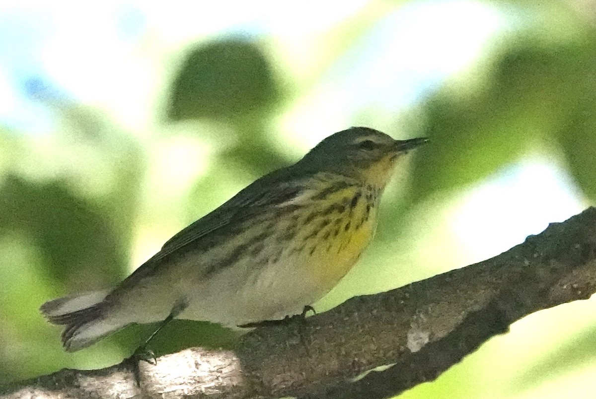 Cape May Warbler - ML610119197