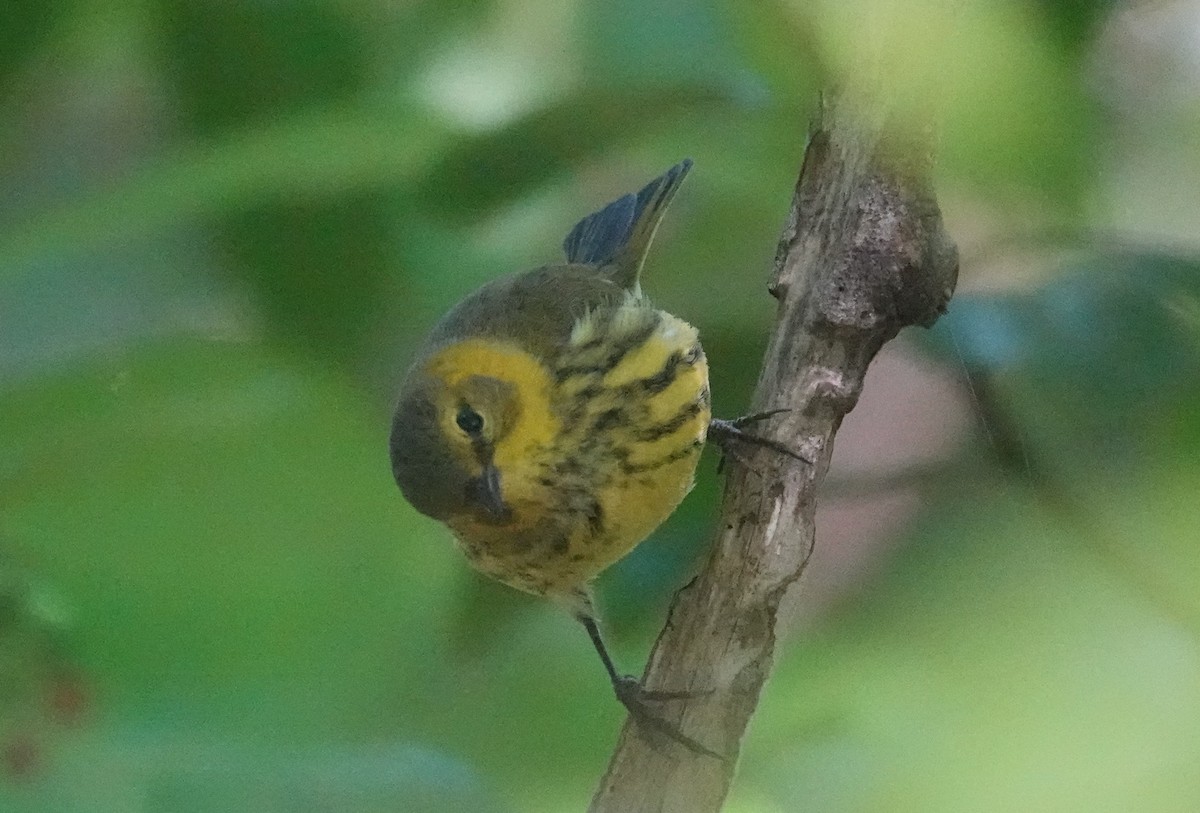 Cape May Warbler - ML610119198