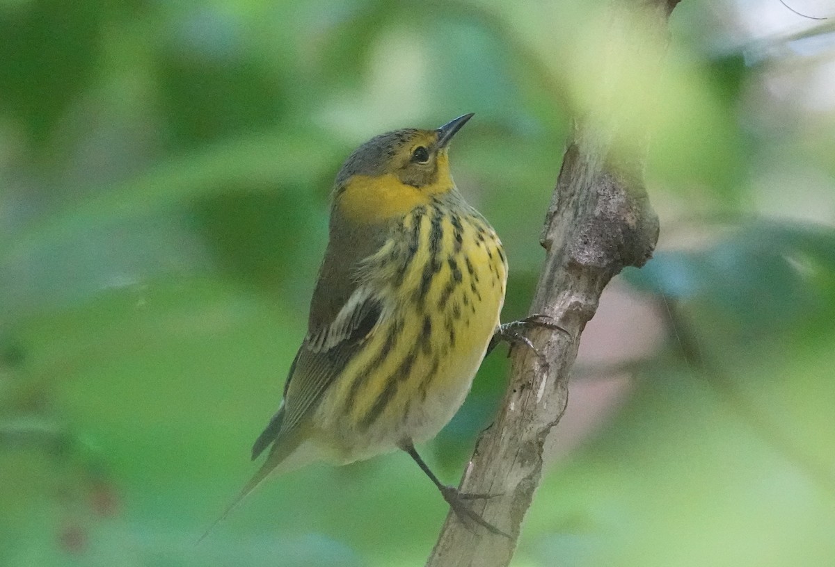 Cape May Warbler - ML610119199