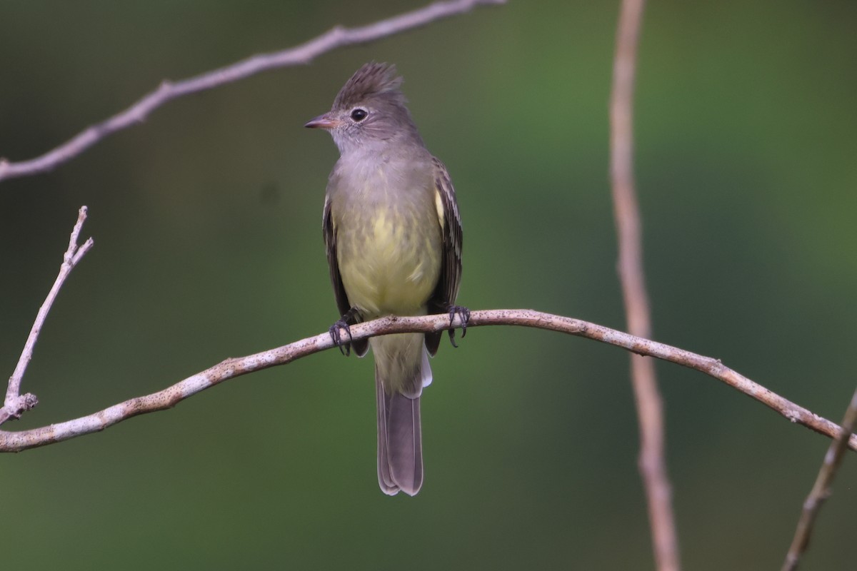 Yellow-bellied Elaenia - ML610119202