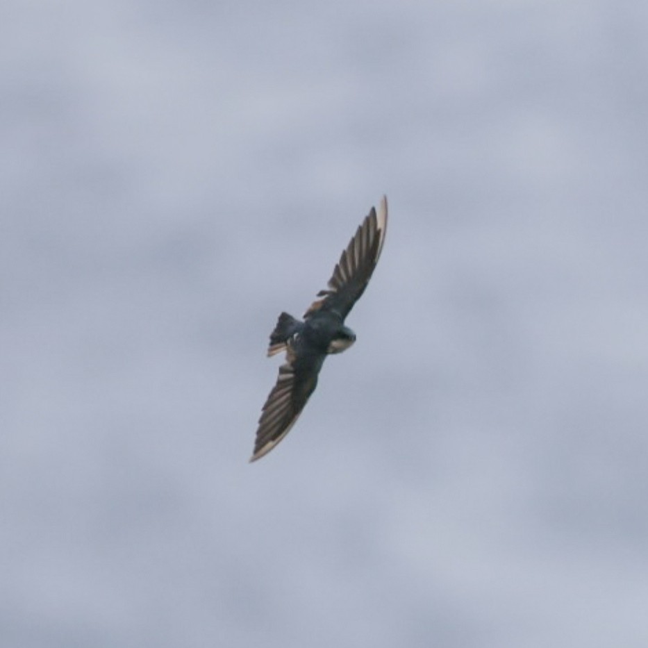 Tree Swallow - ML610119227